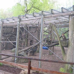 New mandrill Outside Cage