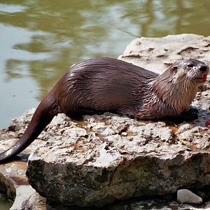 Wildpark Bad mergentheim-European otter