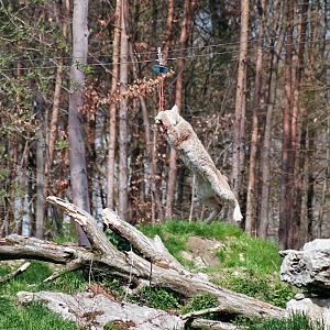 Wildpark Bad Mergentheim-Flying lynx