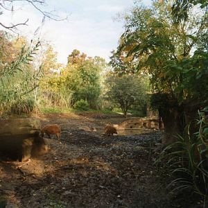 Red River hog Exhibit