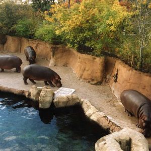 Group of Hippos