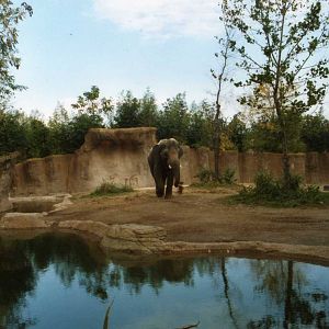 Elephant bull Exhibit