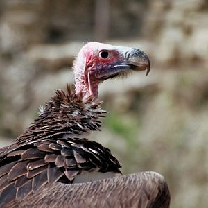 Wildpark Bad Mergentheim-Vulture
