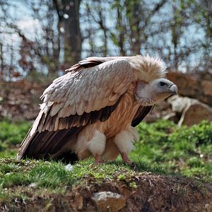 Wildpark Bad Mergentheim-Vulture