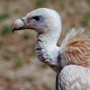 Wildpark Bad Mergentheim-Vulture face