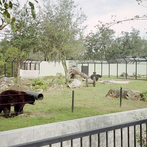 Black Bear Enclousre