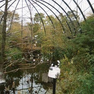 Inside the Cypress Swamp Aviary