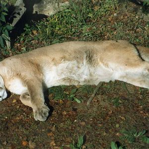 Sleeping puma.