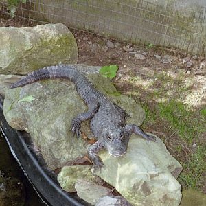 Chinese Alligator