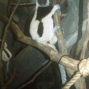 Sifaka