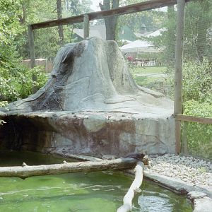North American River Otter