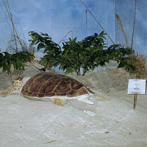 Artifical Egg-laying Sea Turtle