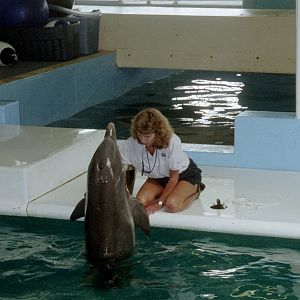 Dolphin Training
