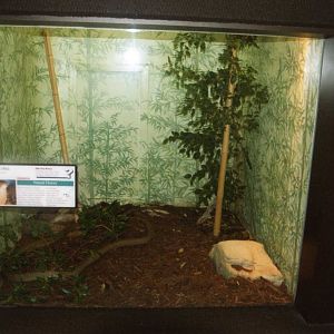 King Cobra Terrarium