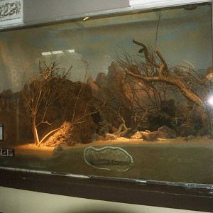 Gila Monster Exhibit