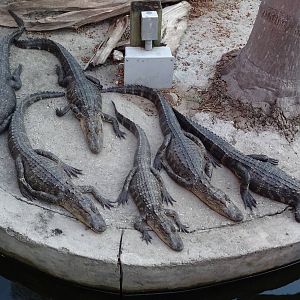 American Alligators at Gator Golf - 28/08/2014