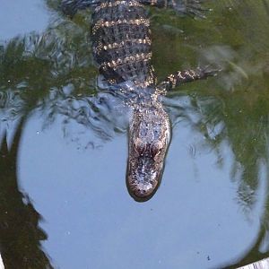 American Alligator at Gator Golf - 28/08/2014