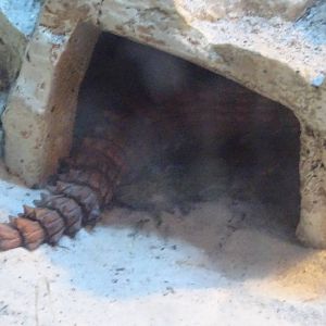 Spiny-Tailed Lizard at Gator Golf - 28/08/2014