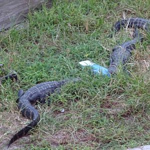 American Alligators at Gator Golf - 28/08/2014