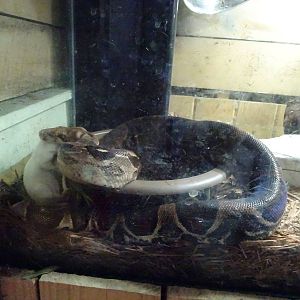 Python Devouring Mouse at Gator Golf