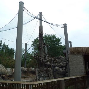 Asian Adventure - Buff-Cheeked Gibbon Exhibit