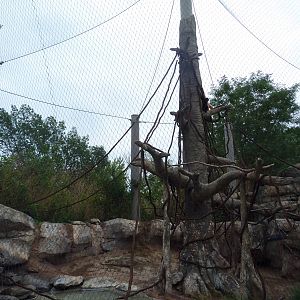 Asian Adventure - Buff-Cheeked Gibbon Exhibit