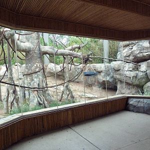 Asian Adventure - Buff-Cheeked Gibbon Exhibit