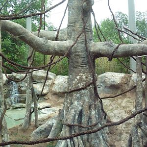 Asian Adventure - Buff-Cheeked Gibbon Exhibit