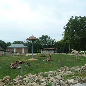 Passport to Africa - Reticulated Giraffe Exhibit