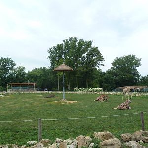 Passport to Africa - Reticulated Giraffe Exhibit