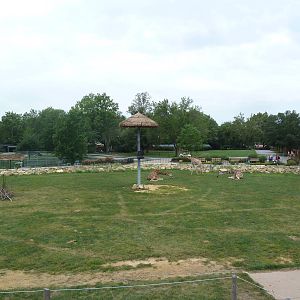 Passport to Africa - Reticulated Giraffe Exhibit