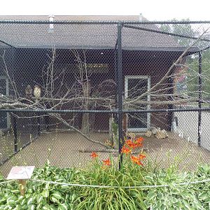 Red-Tailed Hawk Aviary
