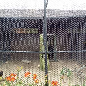 Lesser Yellow-Headed Vulture/King Vulture Aviary