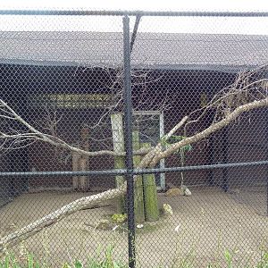 Great Horned Owl Aviary