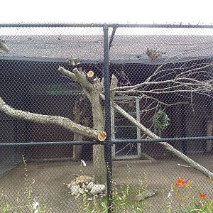 Eurasian Eagle Owl Aviary