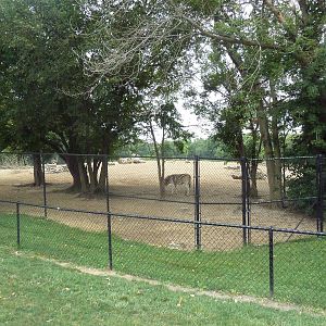 Grant's Zebra/Ostrich Exhibit