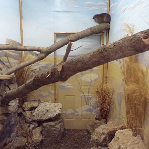 Safari Lodge - Rock Hyrax Exhibit