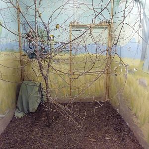 Safari Lodge - Weaver Bird Exhibit