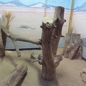 Safari Lodge - Fennec Fox Exhibit