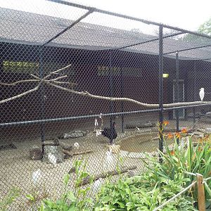 Mixed-Species Aviary