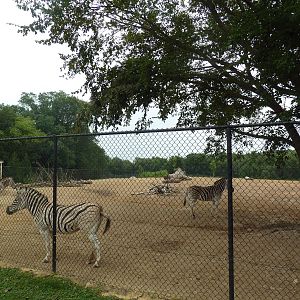 Grant's Zebra/Ostrich Exhibit