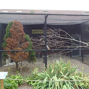 Helmeted Guineafowl Aviary