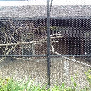 Great Curassow Aviary