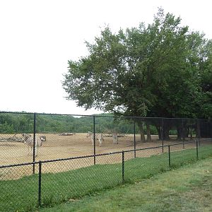 Grant's Zebra/Ostrich Exhibit
