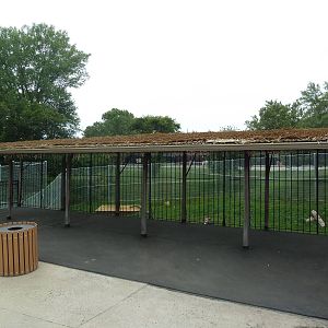 Lion Exhibit - Viewing Platform