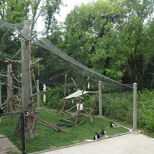 Colobus Monkey Exhibit