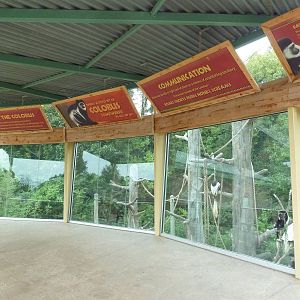 Colobus Monkey Exhibit