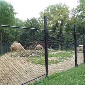Dromedary Exhibit