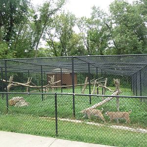 Bobcat Exhibit