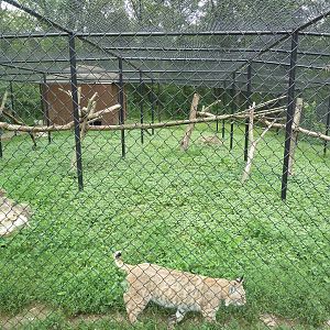 Bobcat Exhibit